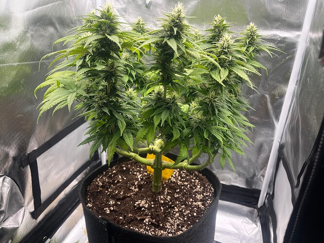 Growreport Bild 1
