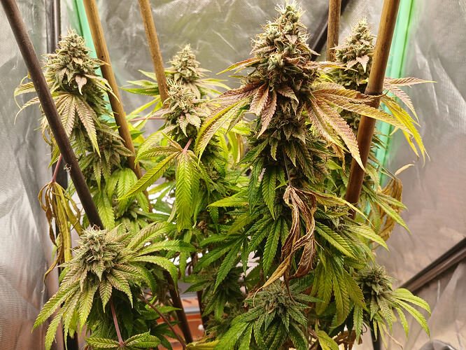 Growreport Bild 2