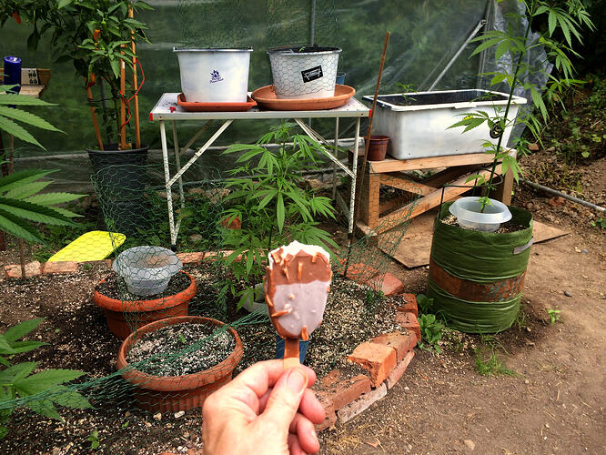 Grow26071310