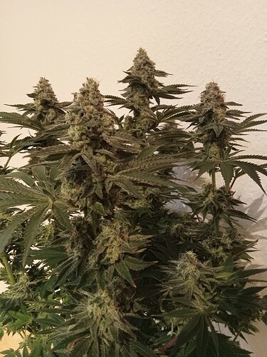 Growreport Bild 6