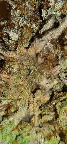 Growreport Bild 2