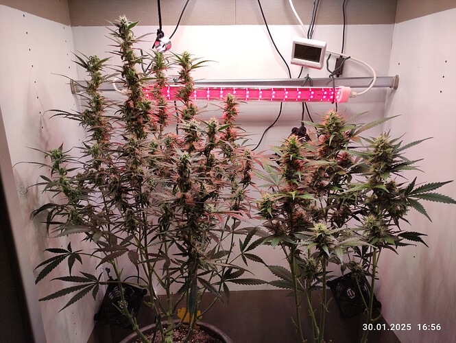 Growreport Bild 28