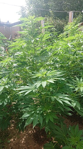Growreport Bild 34