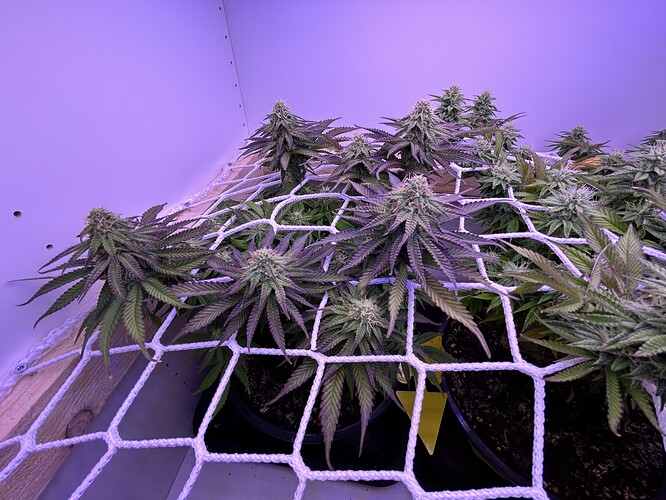 Mehrere Cannabis-Pflanzen in der Blütephase unter einem Scrog-Netz in einem weißen Grow-Schrank.
