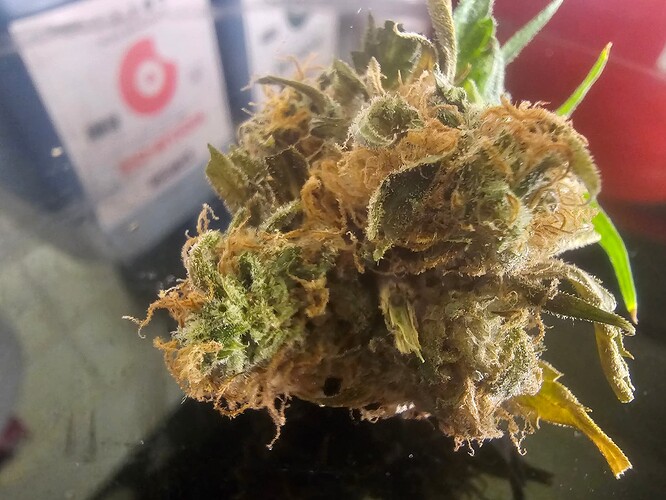 Growreport Bild 2