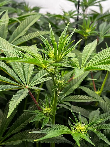 Growreport Bild 6