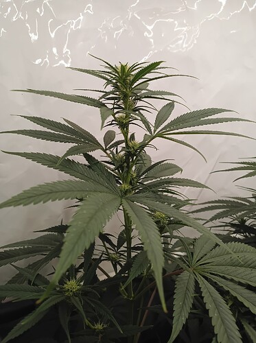 Growreport Bild 22