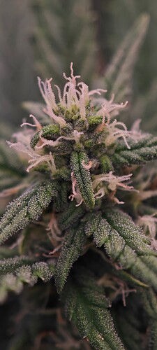 Growreport Bild 4