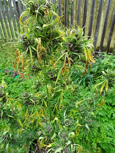 Growreport Bild 7
