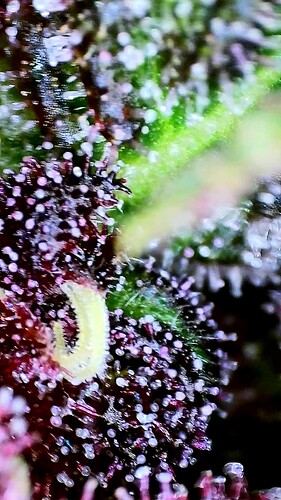 vlcsnap-2025-07-30-12h38m41s328
