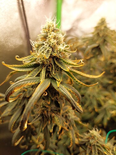 Growreport Bild 1