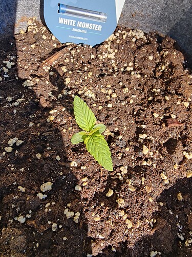 Growreport Bild 3