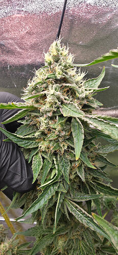 Growreport Bild 19