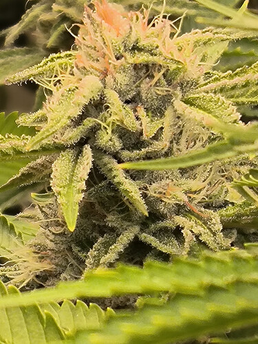 Growreport Bild 2