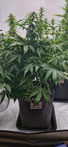Growreport Bild 17