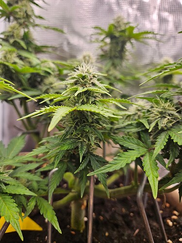Growreport Bild 84
