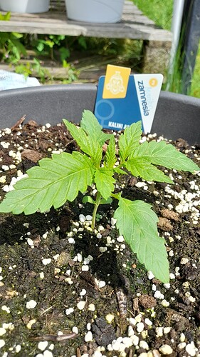 Growreport Bild 34