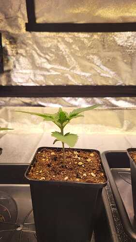 Growreport Bild 2