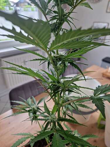 WhatsApp Image 2024-05-24 at 16.08.17 (1)