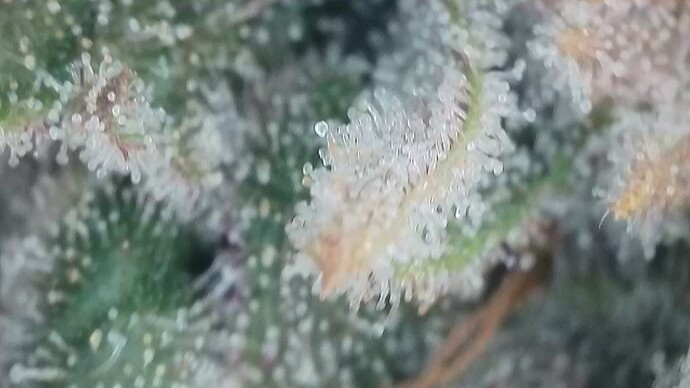 Growreport Bild 2