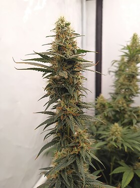 Growreport Bild 37