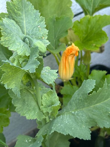 Growreport Bild 40