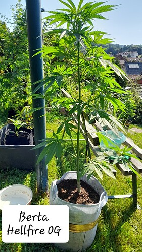 Growreport Bild 16