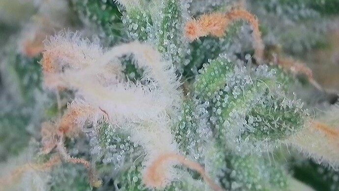 Growreport Bild 27