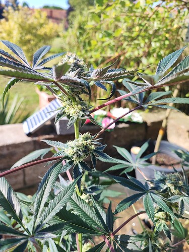 Growreport Bild 9