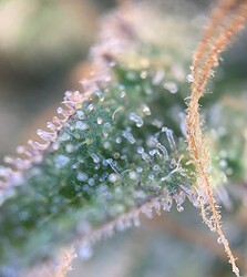 Growreport Bild 5