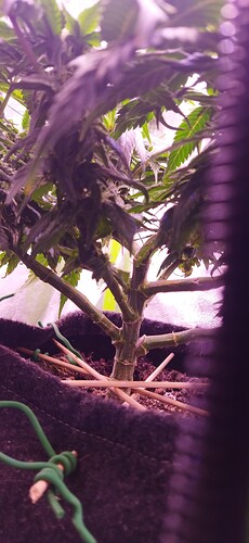 Growreport Bild 9