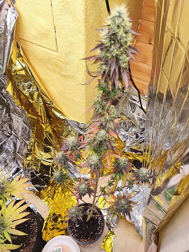 Growreport Bild 2
