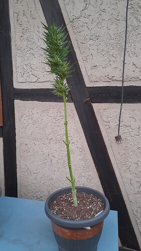 Growreport Bild 70