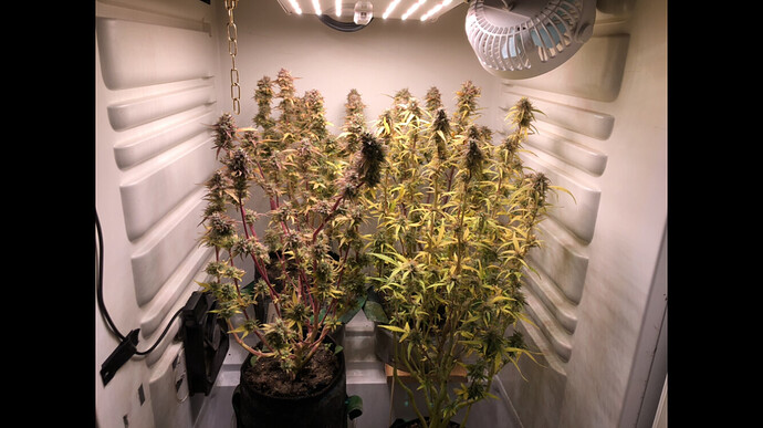 Growreport Bild 5