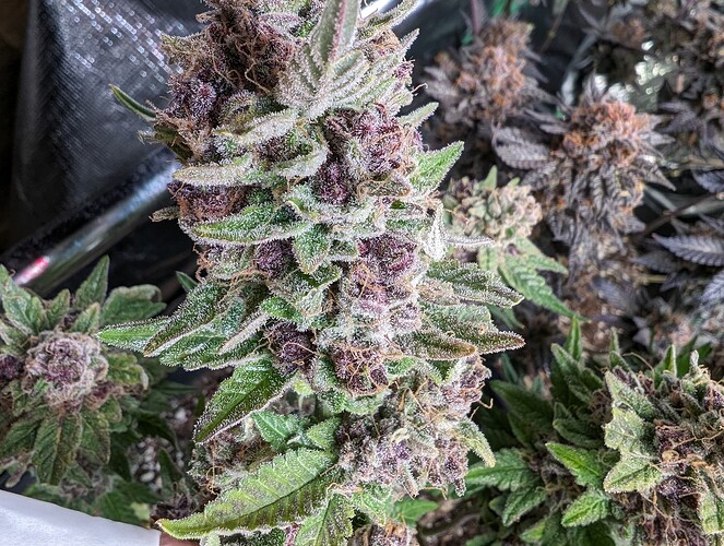 Growreport Bild 4