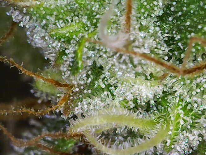Growreport Bild 12