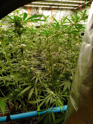 Mehrere Cannabispflanzen in der Wachstumsphase, die unter LED-Beleuchtung in einem Zelt wachsen. Einige Pflanzen zeigen bereits erste Anzeichen von Blütenbildung.