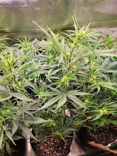 Growreport Bild 7