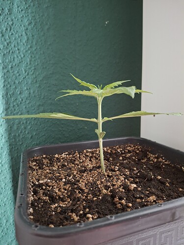 Growreport Bild 1