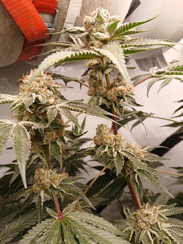 Growreport Bild 9