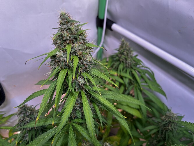 Growreport Bild 7