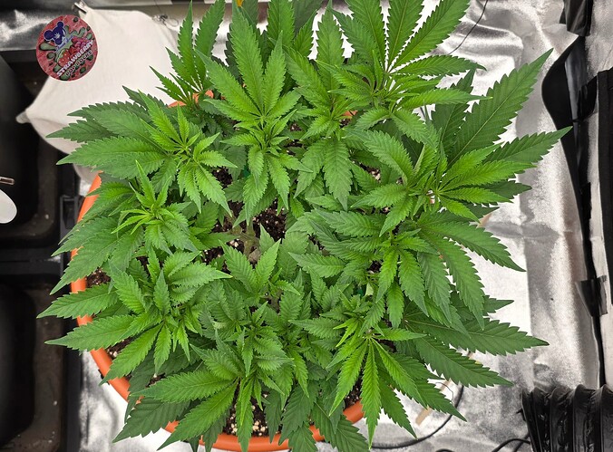 Growreport Bild 24