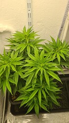 Growreport Bild 27
