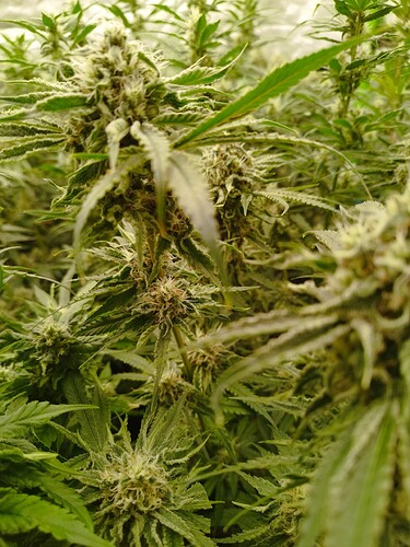 Nahaufnahme von blühenden Cannabispflanzen mit dichten Trichomen und grünen Blättern.