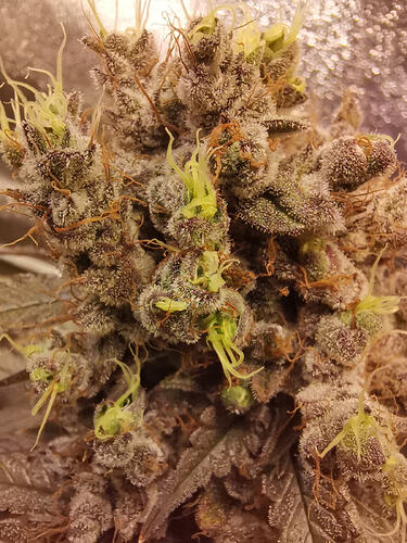 Growreport Bild 10