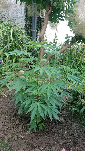 Growreport Bild 54