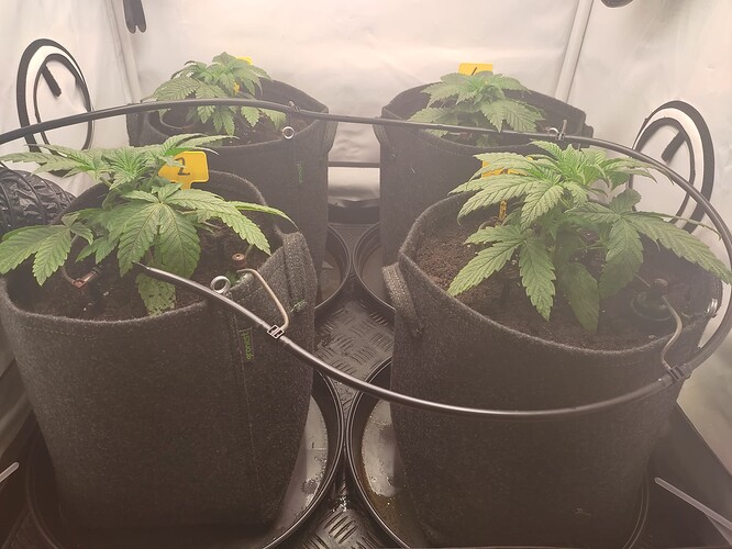 Growreport Bild 4