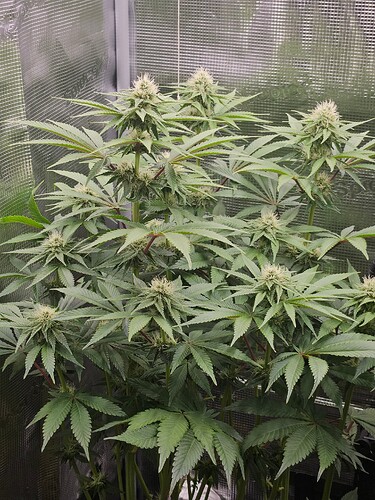 Growreport Bild 13