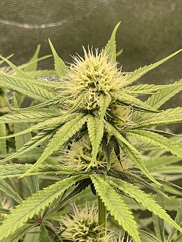 Growreport Bild 16