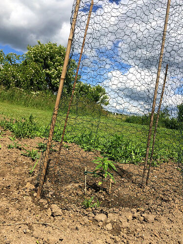 Grow26_0609_18
